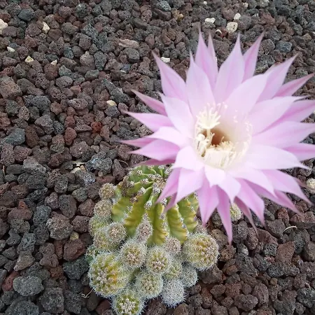 Casa Alta 게스트하우스 *